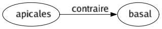 Contraire de Apicales : Basal 