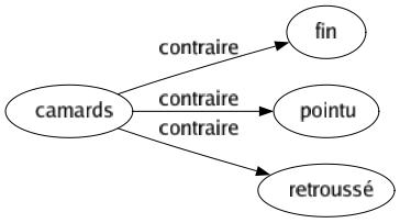 Contraire de Camards : Fin Pointu Retroussé 