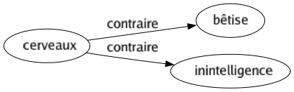 Contraire de Cerveaux : Bêtise Inintelligence 