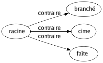 Contraire de Racine : Branché Cime Faîte 