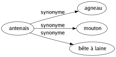 Synonyme de Antenais : Agneau Mouton Bête à laine 