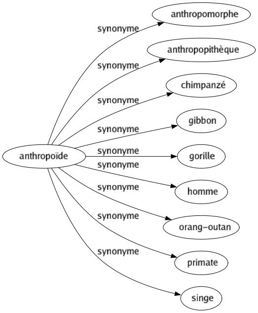 Synonyme de Anthropoïde : Anthropomorphe Anthropopithèque Chimpanzé Gibbon Gorille Homme Orang-outan Primate Singe 