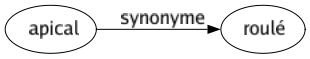 Synonyme de Apical : Roulé 