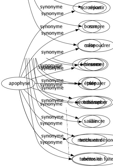 Synonyme de Apophyse : Acromion Bosse Crête Éminence Épine Protubérance Saillie Trochanter Tubérosité 