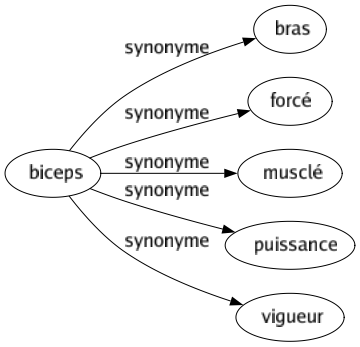 Synonyme de Biceps : Bras Forcé Musclé Puissance Vigueur 