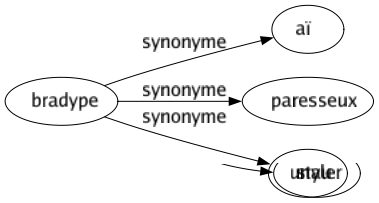 Synonyme de Bradype : Aï Paresseux Unau 