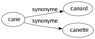 Synonyme de Cane : Canard Canette 
