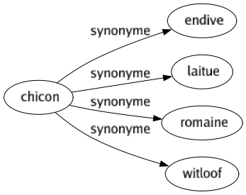 Synonyme de Chicon : Endive Laitue Romaine Witloof 