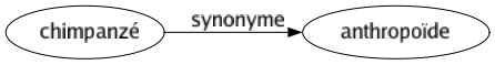 Synonyme de Chimpanzé : Anthropoïde 