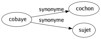 Synonyme de Cobaye : Cochon Sujet 