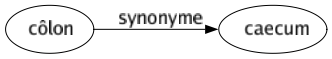 Synonyme de Côlon : Caecum 