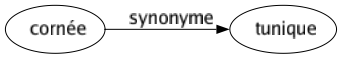Synonyme de Cornée : Tunique 