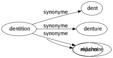 Synonyme de Dentition : Dent Denture Mâchoire 