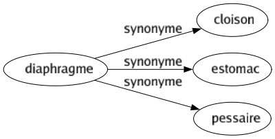 Synonyme de Diaphragme : Cloison Estomac Pessaire 