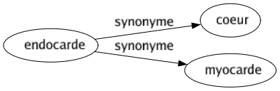 Synonyme de Endocarde : Coeur Myocarde 
