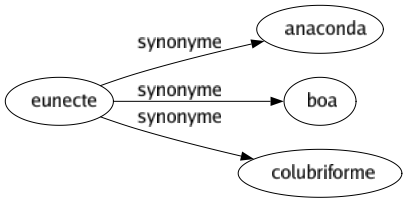 Synonyme de Eunecte : Anaconda Boa Colubriforme 