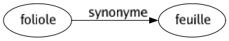 Synonyme de Foliole : Feuille 