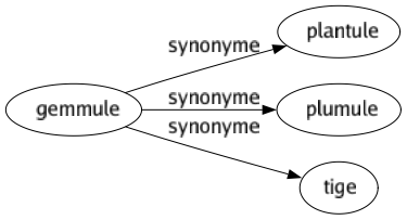 Synonyme de Gemmule : Plantule Plumule Tige 