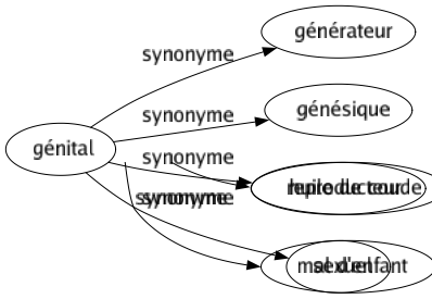Synonyme de Génital : Générateur Génésique Reproducteur Sexuel 