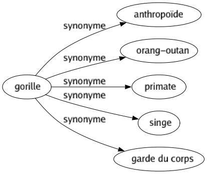 Synonyme de Gorille : Anthropoïde Orang-outan Primate Singe Garde du corps 