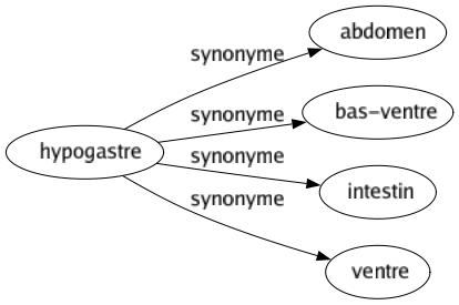 Synonyme de Hypogastre : Abdomen Bas-ventre Intestin Ventre 