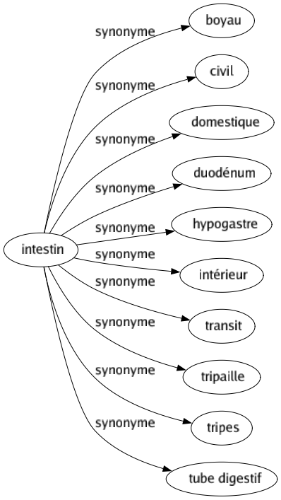 Synonyme de Intestin : Boyau Civil Domestique Duodénum Hypogastre Intérieur Transit Tripaille Tripes Tube digestif 
