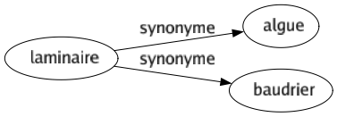 Synonyme de Laminaire : Algue Baudrier 