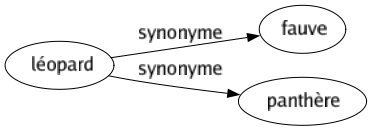 Synonyme de Léopard : Fauve Panthère 