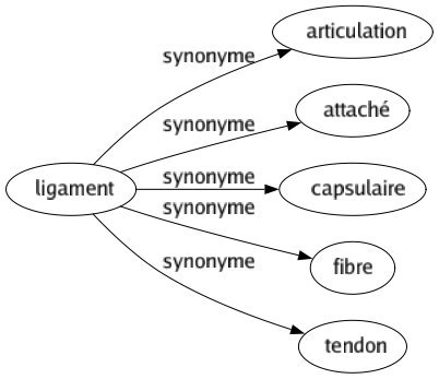 Synonyme de Ligament : Articulation Attaché Capsulaire Fibre Tendon 