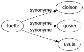 Synonyme de Luette : Cloison Gosier Uvule 