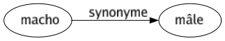 Synonyme de Macho : Mâle 