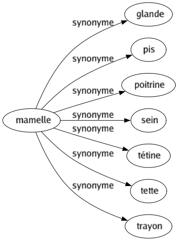 Synonyme de Mamelle : Glande Pis Poitrine Sein Tétine Tette Trayon 