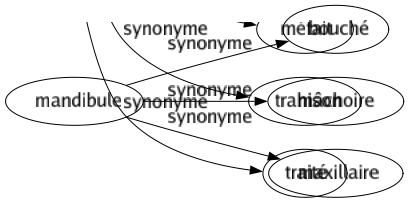Synonyme de Mandibule : Bouché Mâchoire Maxillaire 