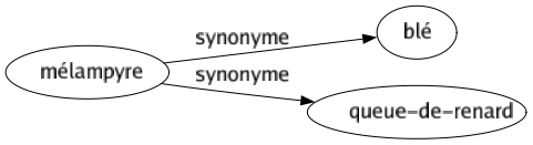 Synonyme de Mélampyre : Blé Queue-de-renard 