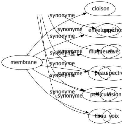 Synonyme de Membrane : Cloison Enveloppé Muqueuse Peau Pelliculé Tissu 