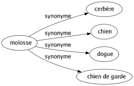 Synonyme de Molosse : Cerbère Chien Dogue Chien de garde 