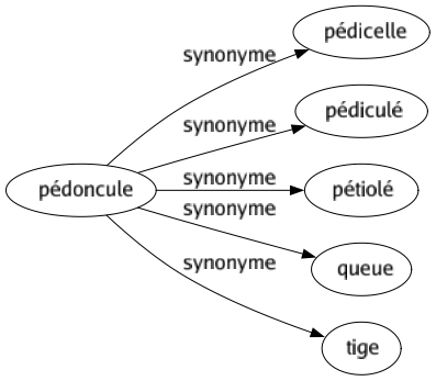 Synonyme de Pédoncule : Pédicelle Pédiculé Pétiolé Queue Tige 