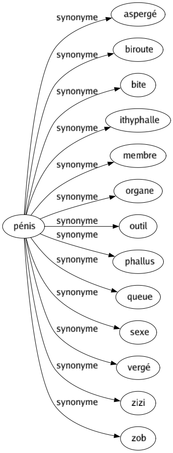 Synonyme de Pénis : Aspergé Biroute Bite Ithyphalle Membre Organe Outil Phallus Queue Sexe Vergé Zizi Zob 