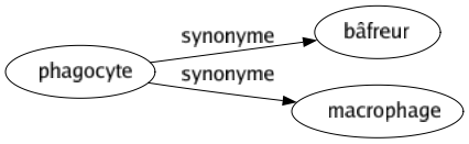 Synonyme de Phagocyte : Bâfreur Macrophage 