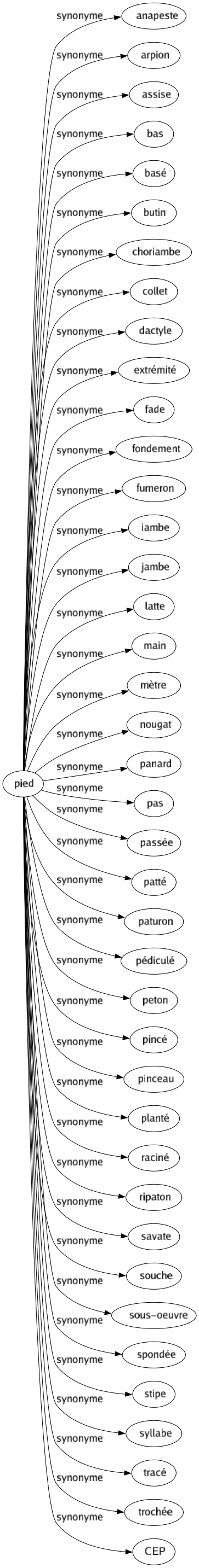 Synonyme de Pied : Anapeste Arpion Assise Bas Basé Butin Choriambe Collet Dactyle Extrémité Fade Fondement Fumeron Iambe Jambe Latte Main Mètre Nougat Panard Pas Passée Patté Paturon Pédiculé Peton Pincé Pinceau Planté Raciné Ripaton Savate Souche Sous-oeuvre Spondée Stipe Syllabe Tracé Trochée Cep 