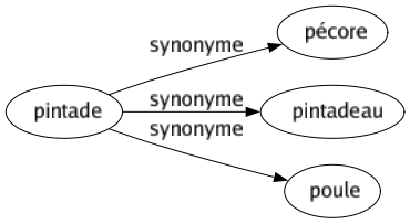 Synonyme de Pintade : Pécore Pintadeau Poule 