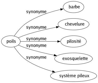 Synonyme de Poils : Barbe Chevelure Pilosité Exosquelette Système pileux 