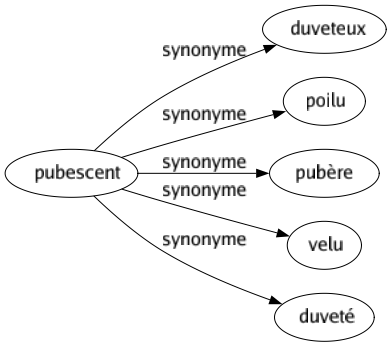 Synonyme de Pubescent : Duveteux Poilu Pubère Velu Duveté 