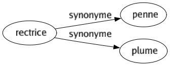 Synonyme de Rectrice : Penne Plume 