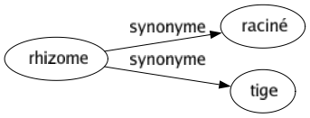 Synonyme de Rhizome : Raciné Tige 