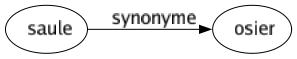 Synonyme de Saule : Osier 