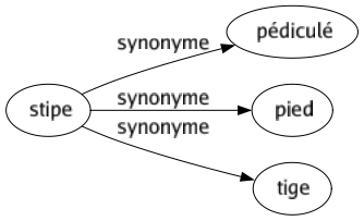 Synonyme de Stipe : Pédiculé Pied Tige 