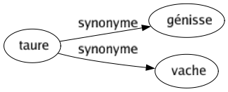 Synonyme de Taure : Génisse Vache 