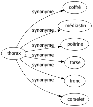 Synonyme de Thorax : Coffré Médiastin Poitrine Torse Tronc Corselet 