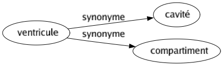 Synonyme de Ventricule : Cavité Compartiment 